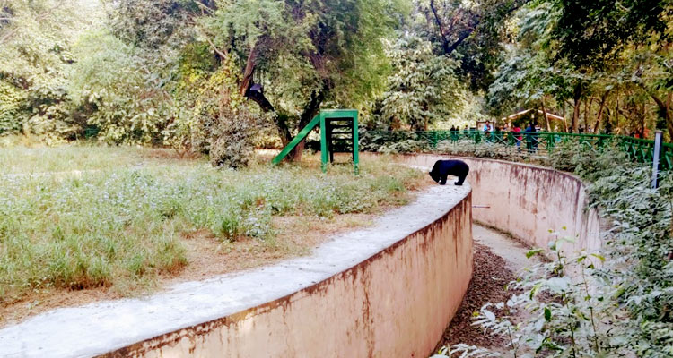 Lucknow Zoo (Timings, Entry Fee, Safari, Images, Reviews, Location &  Contact Phone) - Lucknow Tourism 2023